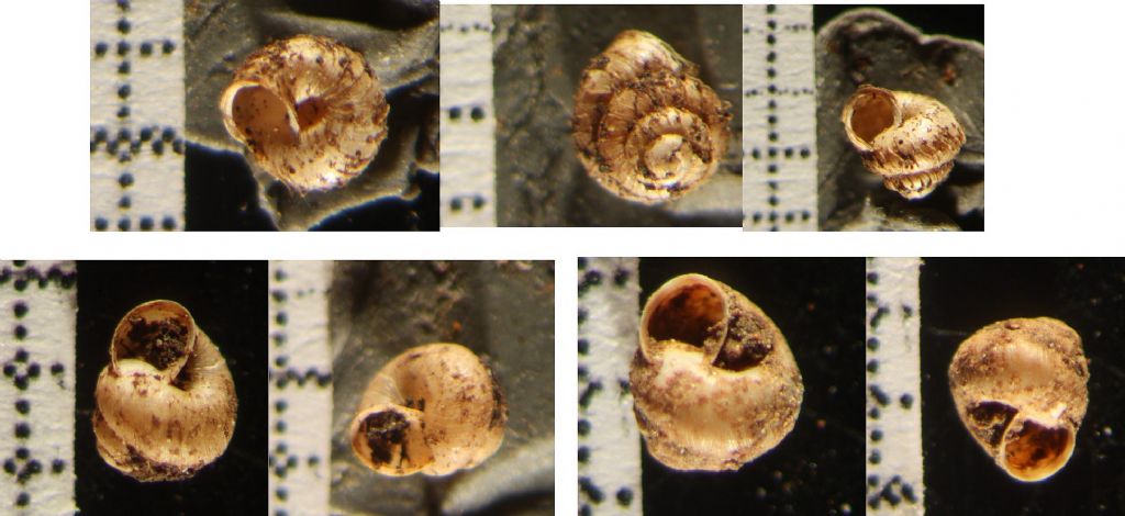 Acanthinula  e Pyramidula